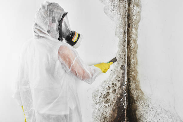 Best Residential Mold Removal  in Morton Grove, IL
