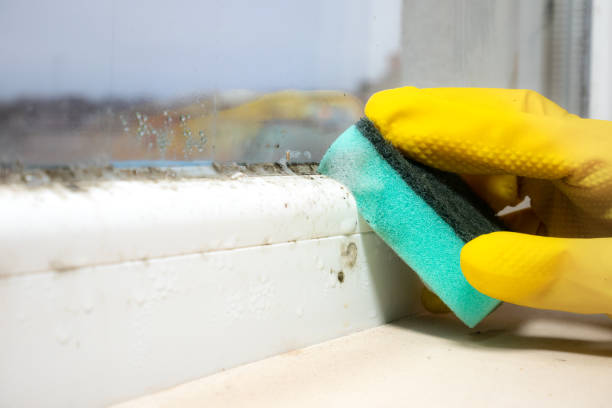 Best Toxic Mold Removal  in Morton Grove, IL