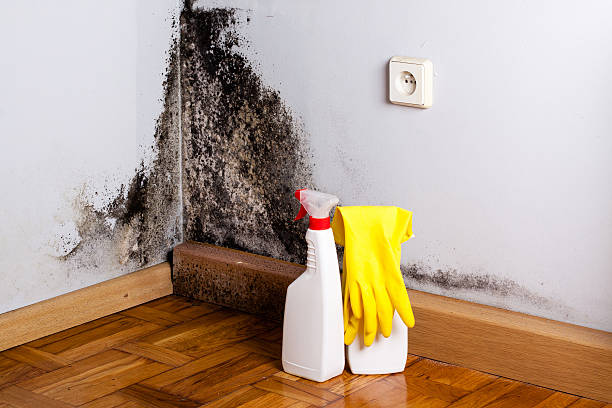 Office Mold Removal Services in Morton Grove, IL