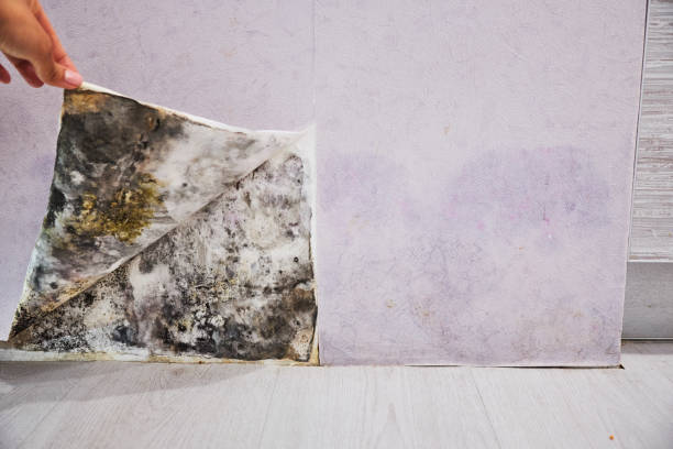 Best Mold Removal Near Me  in Morton Grove, IL